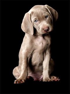 Animal Screensavers 0076